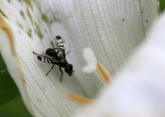 Rivellia syngenesiae