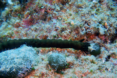 Synaptula reciprocans