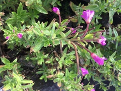 Epilobium hirsutum