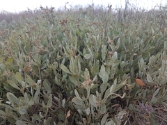 Atriplex verrucifera