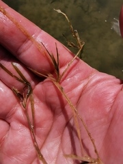 Potamogeton acutifolius