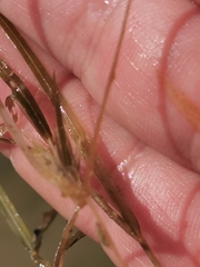 Potamogeton acutifolius