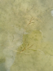 Potamogeton acutifolius