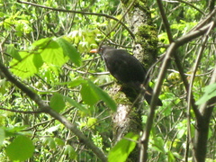 Turdus merula