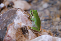 Hyla savignyi