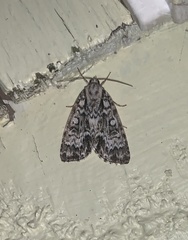 Acronicta fragilis