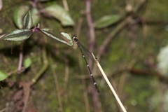 Protosticta beaumonti