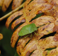 Chinavia pensylvanica