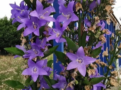 Campanula
