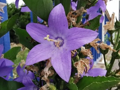 Campanula