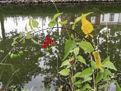 Solanum dulcamara