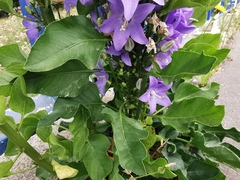 Campanula