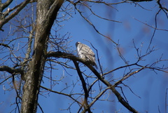 Accipiter gentilis