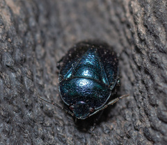 Canthophorus melanopterus