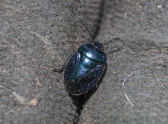 Canthophorus melanopterus