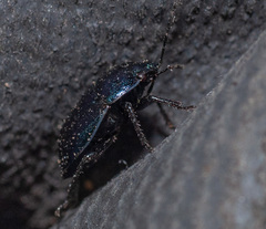 Canthophorus melanopterus