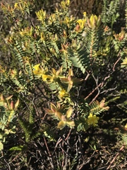 Gnidia styphelioides