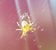 Araneus diadematus