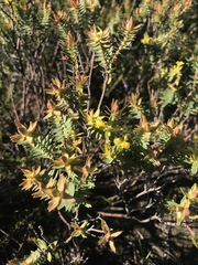 Gnidia styphelioides