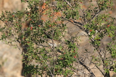 Iduna caligata