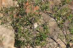 Iduna caligata