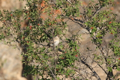 Iduna caligata