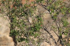 Iduna caligata