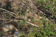 Iduna caligata