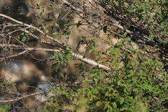 Iduna caligata