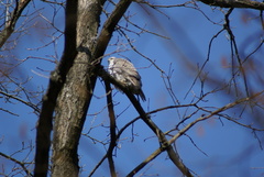 Accipiter gentilis