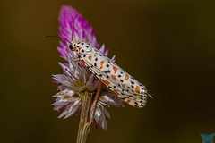 Utetheisa lotrix lotrix