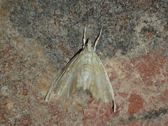 Glaphyria glaphyralis