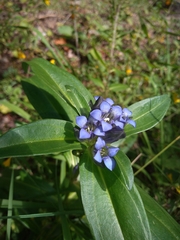 Gentiana cruciata cruciata