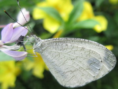 Leptosia nina