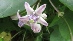 Calotropis gigantea