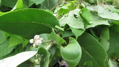 Calotropis gigantea