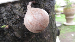 Stelechocarpus burahol