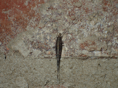 Meinertellidae