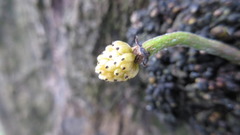 Stelechocarpus burahol