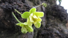 Stelechocarpus burahol