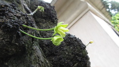 Stelechocarpus burahol