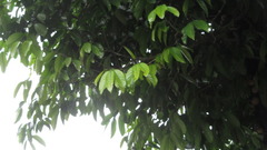 Stelechocarpus burahol