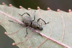 Metapocyrtus adspersus