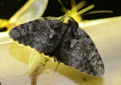 Catocala insolabilis