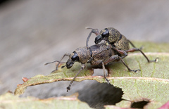 Metapocyrtus adspersus