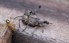 Metapocyrtus adspersus