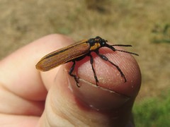 Rhinotia haemoptera
