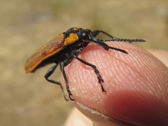 Rhinotia haemoptera