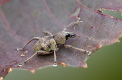 Metapocyrtus adspersus