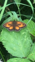 Pyronia tithonus
